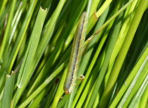 Réf. 324 655 : Dolerus sp.